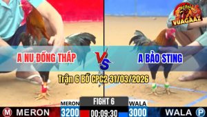 Trận 6 Bồ CPC2 31/3/2026 - Bảo Sting Ra Xổ 500 Triệu Với Anh Nu Đồng Tháp