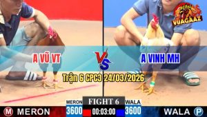 Trận 6 CPC3 24/03/2026 - Gà Xanh Đá Quá Cựa Gạt Giò Cánh Duyên Ti Thành Công