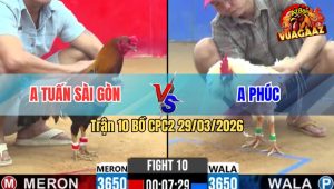 Trận 10 Bồ CPC2 29/3/2026 - Điều Đá Cây Tịch Bướm Dính Rinh Ra