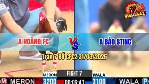 Trận 7 Bồ CPC2 31/3/2026 - Điều Điềm Tĩnh Tiền Bướm Idol Lên Đường Nhanh Gọn