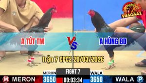 Tran 7 CPC2 20032026 O Que Da May Chan Co Tien Sam Xe 1