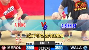 Tran 7 CPC2 21032026 Do Da Nhu Xe Dung May Chan Dam Xanh Sum ty Rinh Ra 1