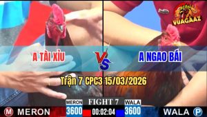 Trận 7 CPC3 15/03/2026 - Điều Đá Que Lấy Tiền Đi Sắm Xe