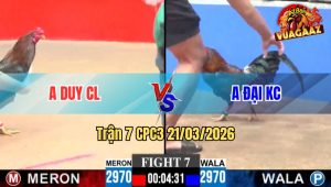 Trận 7 CPC3 21/03/2026 - Đỏ Đá Đâm Toàn Cựa Nghiệt Hạ Gà Xanh Nhanh Gọn