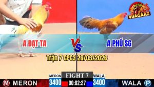 Trận 7 CPC3 26/03/2026 - Gà Camelo Ra Cựa Khủng Hạ Khét Nhanh Gọn