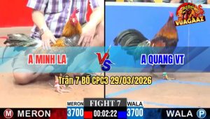 Trận 7 CPC3 29/03/2026 - Cú Đâm Cựa Như Sam Xít Điều Vào Kính Phải Bưng Ra