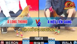 Trận 8 Bồ CPC2 31/3/2026 - Cú Đá Đâm Như Chỉa Điều Chết Ngay Tay Nước Dầu