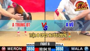 Trận 8 CPC2 16/03/2026 - Điều Dí Bạc Cho Cố Buông ra Bướm Đá Mấy Chân Té