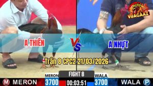 Tran 8 CPC2 21032026 Do Di Bac Cho Co Buong Ra Xanh Da Nhu Con 1