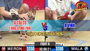 Trận 8 CPC2 25/03/2026 - Khét Bông Cọp Bảo Sting Ra Sân Idol Gom Sạch Bồ Và Cái Kết