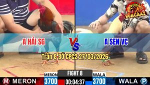 Trận 8 CPC2 27/03/2026 - Điều Đá Ăn 6 Buông Ra Bị Úa Đá Cái Đầu Chảy Máu