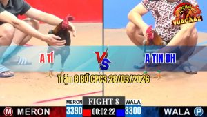 Trận 8 CPC3 28/03/2026 - Xám Cọp Đâm Như Chĩa Xanh Que Lọt Chân Cuối Bưng Ra