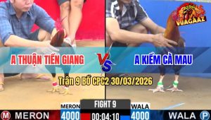 Trận 9 Bồ CPC2 30/3/2026 - Que Buông Đuôi Chạy Qua Khét Chăn 1 Cây Oí Chết