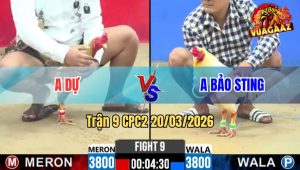 Tran 9 CPC2 20032026 Cu Da Dung 3 Chan Dam Ua Idol Te Tuyet Doi 1