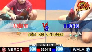 Trận 9 CPC3 26/03/2026 - Gà Đỏ Đá Như Súng Bắn Hạ Gà Xanh Nhanh Gọn