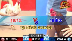 Trận 9 CPC3 28/03/2026 - Gà Úa Chú Khanh Đá Cựa Như Sam Xít Hạ Xanh Tuyệt Đối