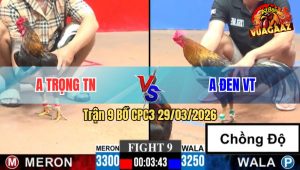 Trận 9 CPC3 29/03/2026 - Que Anh Trọng Đá Đâm Đầu Cần Xám Giỏi Nhưng Thiếu May Mắn