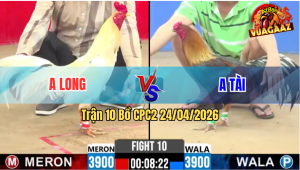 Trận 10 CPC2 24/04/2026 - Gà Úa Cọp Đá Đòn Cựa Quá Hiểm Hóc