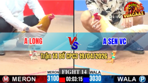 Trận 14 CPC3 19/04/2026 - Anh Long Đụng Độ Với Anh Sen VC