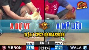 Trận 1 CPC2 08/04/2026 - Bướm Đá Mu Lưng Bông Bưng Ra Ngoài