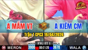 Trận 1 CPC3 19/04/2026 - Gà Chuối Đá Cựa Như Sam Xít Lụm Ngọt Gà Đỏ