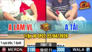 Trận 10 CPC2 22/04/2026 - Gà Anh Lam VL Đá Đòn Cựa Quá Hiểm Hóc