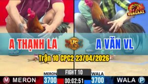 Trận 10 CPC2 23/04/2026 - Gà Điều Vàng Tải Cựa Quá Khủng Khiếp