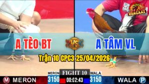 Trận 10 CPC3 25/04/2026 - Gà Điều Anh Tâm VL Đá Đâm Như Sát Thủ