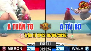 Trận 11 CPC2 19/04/2026 - Xanh Đâm Cựa Nghiệt Đỏ Té Xe