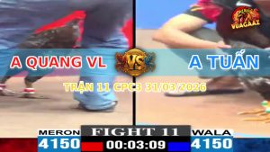 Trận 11 CPC3 31/03/2026 - Xanh Đâm Quá Đâm Đỏ Sùng Sình Trong Tay Nước Đầu