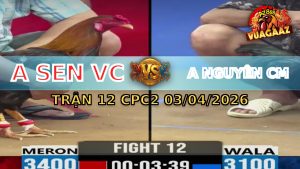 Trận 12 CPC2 03/04/2026 - Điều Cất Chân Bông Gãy Chân Hết Đứng
