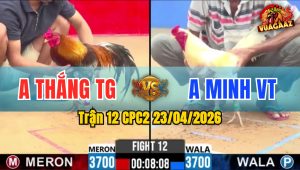 Trận 12 CPC2 23/04/2026 - Gà Xám Canh Chặn Khéo Léo Úa Hết Đường Ra