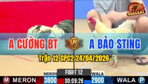 Trận 12 CPC2 24/04/2026 - Gà Bướm Hiệu Idol Bảo Sting Chấp 9 Chấm