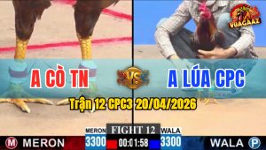 Trận 12 CPC3 20/04/2026 - Đỏ Hư Giò Vẫn Đứng Trụ Cầm Hòa Giữ Lúa Cho Chủ