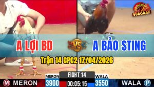 Trận 14 CPC2 17/04/2026 - Điều Cho Nặng 350G Vẫn Đá Bướm Nằm Biệt