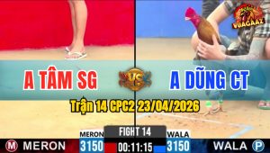 Trận 14 CPC2 23/04/2026 - Gà Xám Canh Đá Đúng 2 Cựa Lụm Tiền