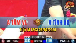 Trận 14 CPC3 25/04/2026 - Gà Anh Tình BD Đá Canh Chặn Quá Hay