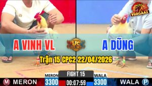 Trận 15 CPC2 22/04/2026 - Gà Anh Vinh VL Đâm 1 Chân Cựa Hiểm Ngay Tim