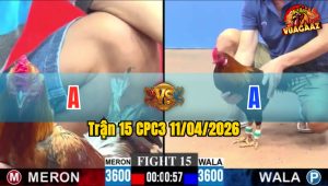 Trận 15 CPC3 11/04/2026 - ĐIỀU VÀNG NẠP TỐT HƠN  NHƯNG VÔ TRONG ĐIỀU XANH GỬI CÂY MU LƯNG LỤM LÚA