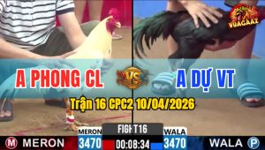 Trận 16 CPC2 10/04/2026 - Que Đá Toàn Mu Lưng Bướm Hư Hình Hết Đứng