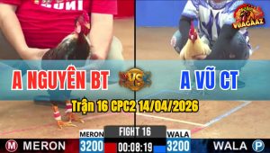 Trận 16 CPC2 14/04/2026 - Úa Đâm Trên Lưng Điều Nằm Biệt Bưng Ra