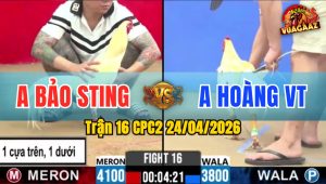 Trận 16 CPC2 24/04/2026 - Gà Úa Hiệu Anh Bảo Sting Đá Quá Dâm