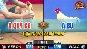 Trận 17 CPC2 06/04/2026 - Bướm Đá Mu Lưng Cú Liệt Chân Nắm Biệt