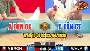Trận 18 CPC2 23/04/2026 - Gà Bướm Đá Cựa Quá Dính Đỏ Hết Phản