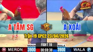 Trận 19 CPC2 23/04/2026 - Gà Điều Bông Đá 1 Cước Xanh Đi Về Trước