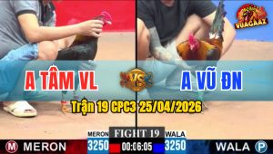 Trận 19 CPC3 25/04/2026 - Gà Điều Anh Tâm VL Có Chân Cựa Quá Nghiệt