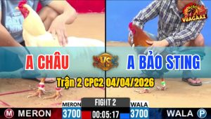 Trận 2 CPC2 04/04/2026 - Bướm Đá Mu Lưng Điều Nằm Tại Chỗ Sau 1 Tay Nước