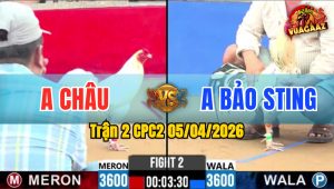 Trận 2 CPC2 05/04/2026 - Bướm Đá Mu Lưng Điều Nằm Tại Chỗ Sau 1 Tay Nước