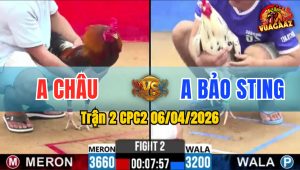 Trận 2 CPC2 06/04/2026 - Bướm Đá Mu Lưng Điều Nằm Tại Chỗ Sau 1 Tay Nước