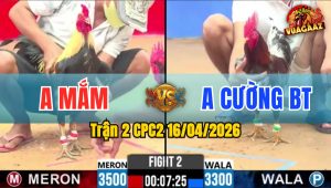 Trận 2 CPC2 16/04/2026 - Xám Chưa Thả Phóng Lúng Và Cái Kết Nằm Chết